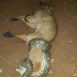 Pitone soffoca volpe in Australia 1