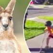 Poliziotto spara e uccide canguro per strada davanti ai bambini