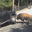 Spagna, toro quasi ribalda jeep a suon di cornate 2