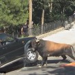 Spagna, toro quasi ribalda jeep a suon di cornate