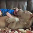 YOUTUBE-FOTO Bulldog americano accudisce e lecca neonato 3