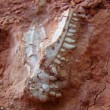 Dinosauri: i fossili riscrivono la storia 01
