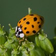 Coccinella arlecchino invade la Gran Bretagna: bodybuilder punto rischia di morire