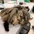 Gatto con pelo arruffato: gli rasano due chili di "dreadlock5