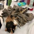 Gatto con pelo arruffato: gli rasano due chili di "dreadlock6