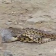 Scoiattolo africano contro serpente chi vince1
