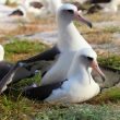Wisdom, l'uccello più vecchio al mondo sarà di nuovo madre3