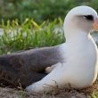 Wisdom, l'uccello più vecchio al mondo sarà di nuovo madre2