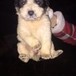 Gaetano Pasella, dipendente Atac trova 4 cuccioli di cane chiusi in un sacco e li salva02