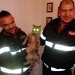 Natale in trappola, gatto si infila nella canna fumaria. Arrivano i Vigili del Fuoco e...01