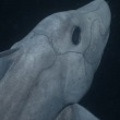 YOUTUBE Squalo "fantasma", ecco la chimera che vive negli abissi: cieco e pinne a forma di ali