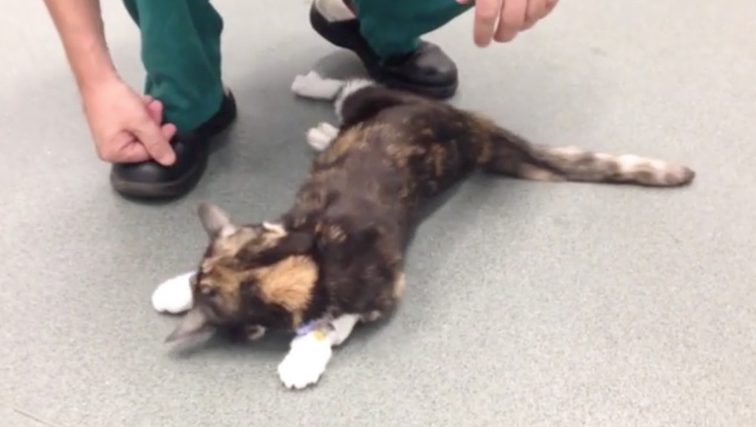 Maxi richiamo di cibo per gatti: li fa collassare