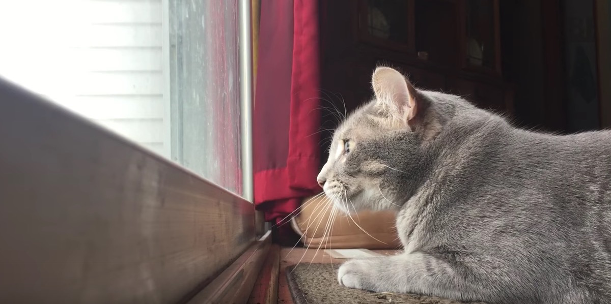 YOUTUBE Gatto alla finestra, curiosi mugugni quando vede gli uccelli fuori