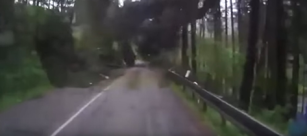 YOUTUBE Alberi cadono investendo la macchina che stava passando nel bosco