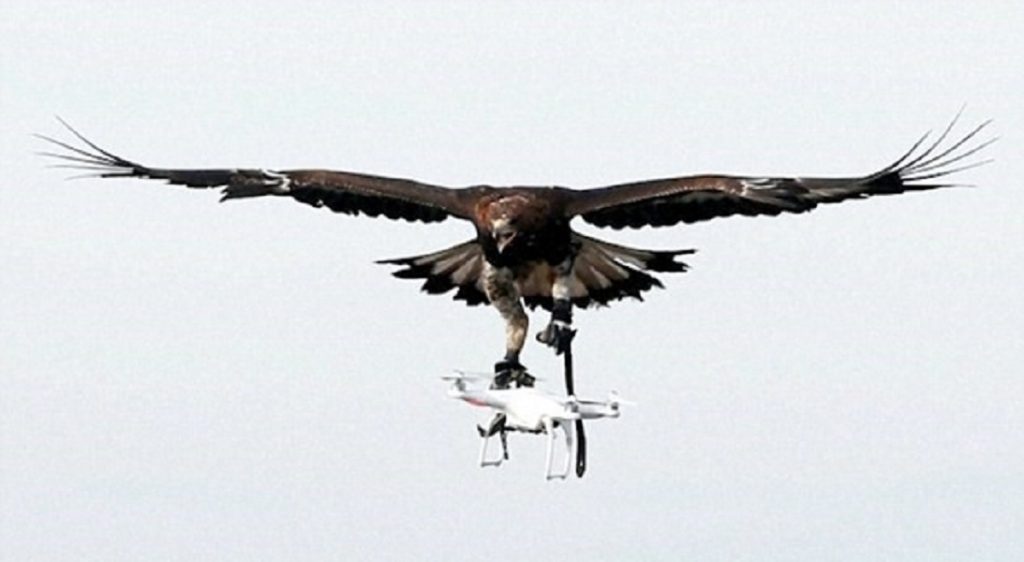 Aquile addestrate in Francia contro i droni5