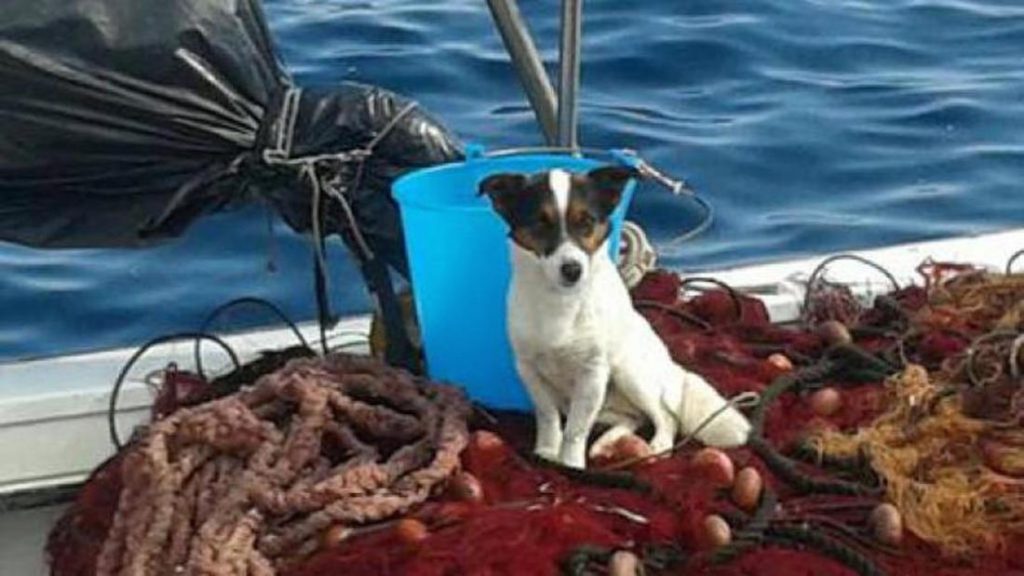 Cane abbandonato su una spiaggia si butta in mare: salvato dai pescatori