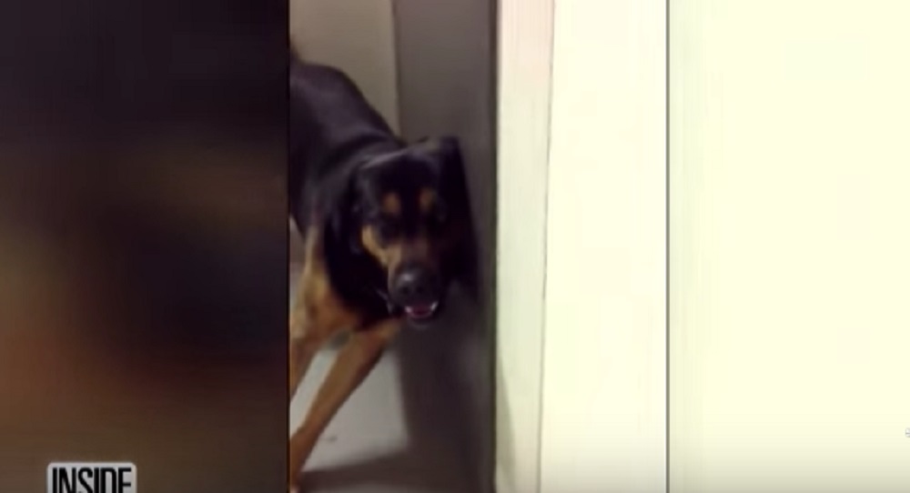 Cani strafatti negli Stati Uniti: c'è troppa marijuana per strada e...