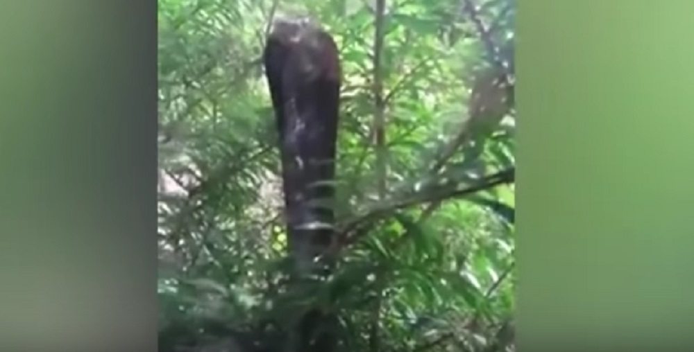 YOUTUBE Cobra colpisce la finestra con la testa per attaccare i gattini ma...