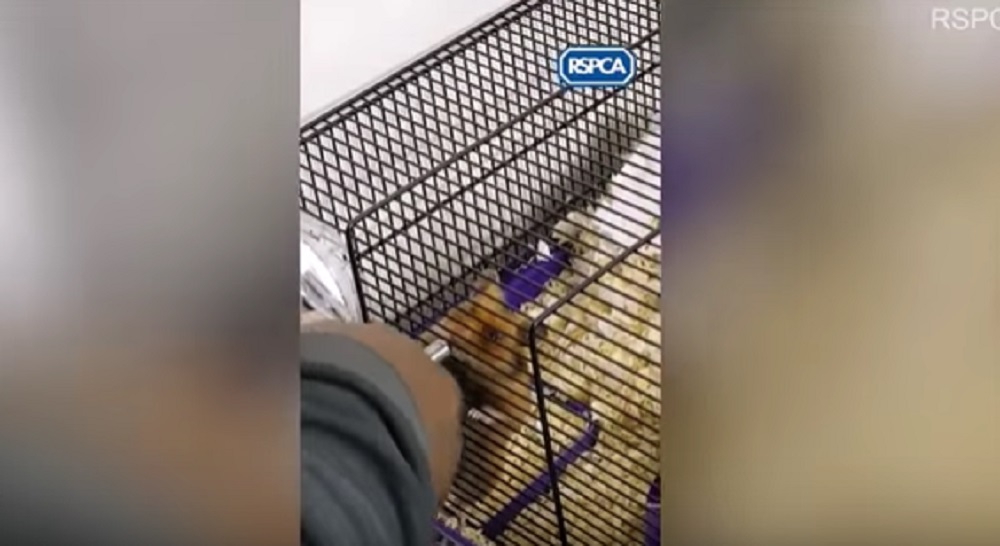 YOUTUBE Lsd e cannabis al criceto. Poi la deride va viene punito