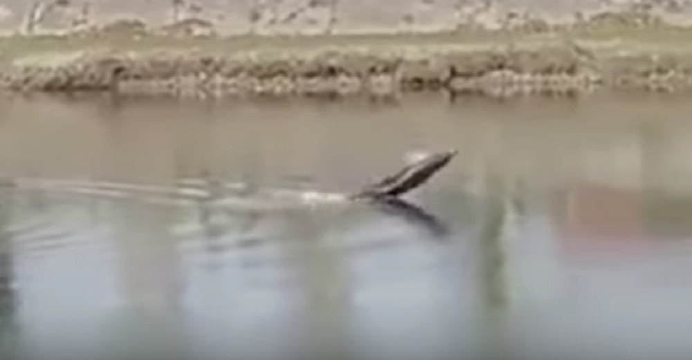 YOUTUBE Pisa: delfino nuota nel fiume Arno. Ecco perché si sta spostando