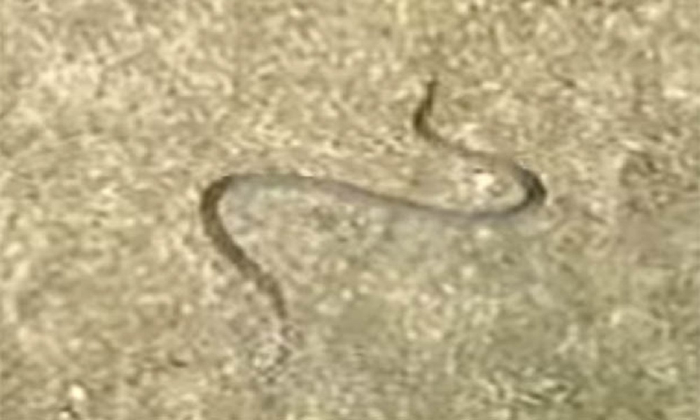 Serpente si lancia dall'albero e vola in aria per 3