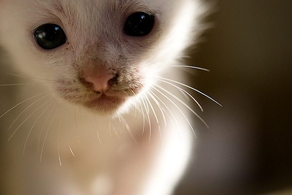 Chiesti 16 anni di carcere per il "killer dei gatti" di Trescore Balneario (Bergamo)