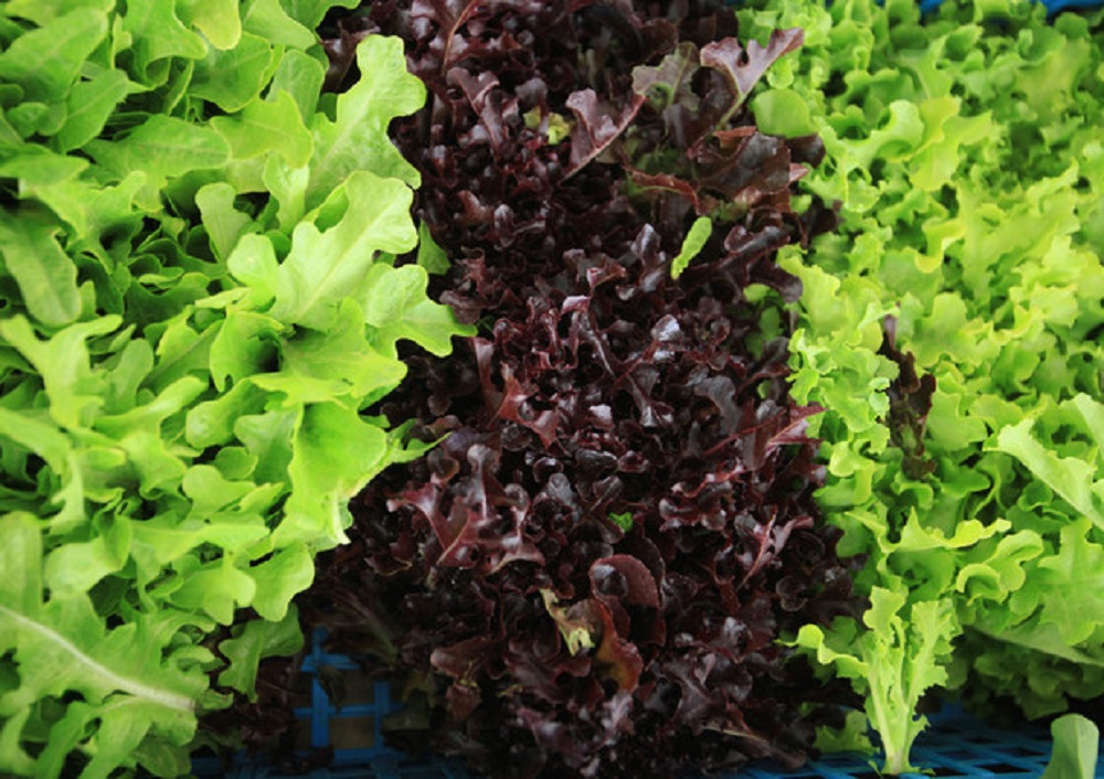 Insalata razionata nei supermercati: colpa di maltempo e gelo