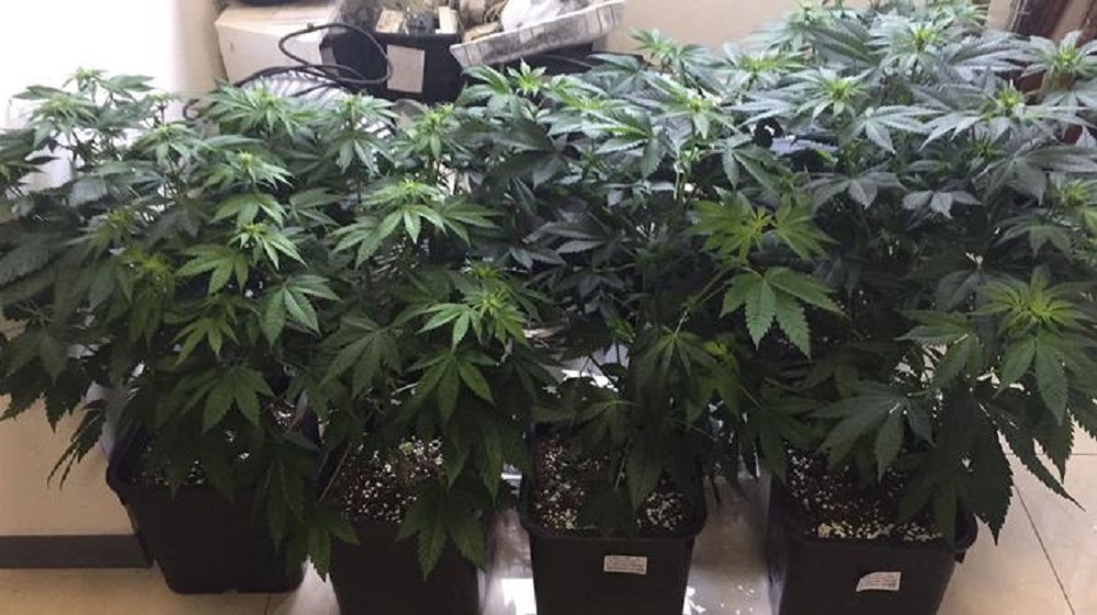 Germania: governo cerca "spacciatori" per distribuire marijuana a scopo terapeutico