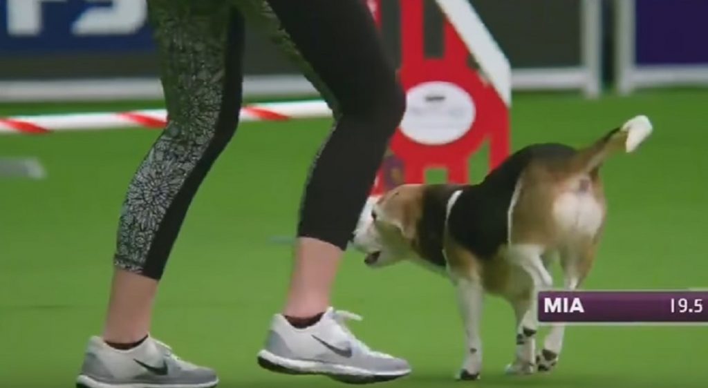 La Beagle si distrae durante la gara: Mia diventa una star