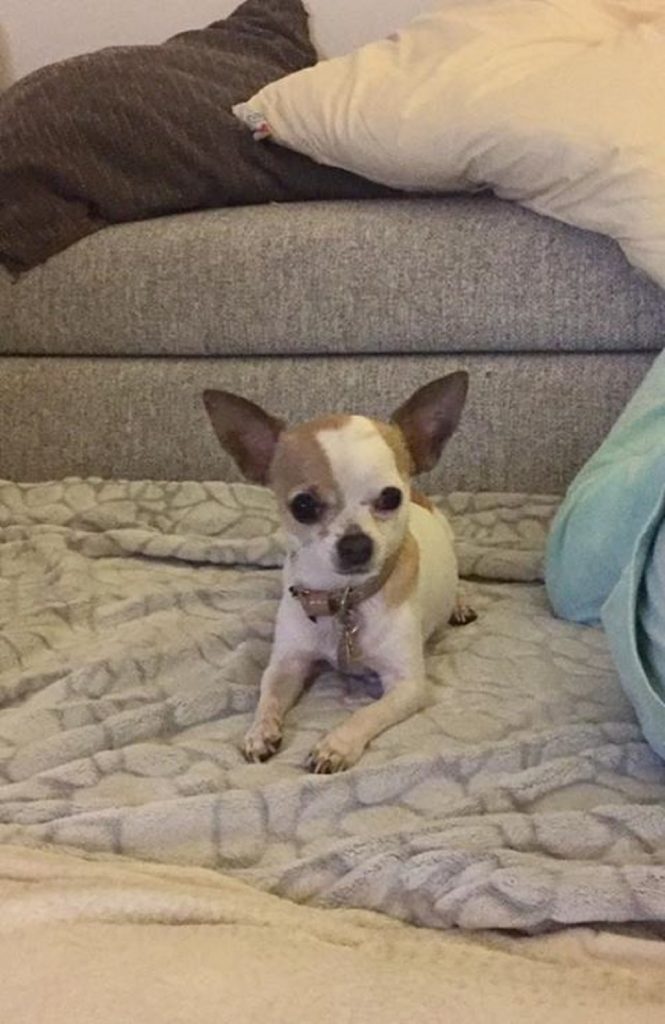 Paco, chihuahua rapito a Venezia un anno fa torna a casa FOTO2
