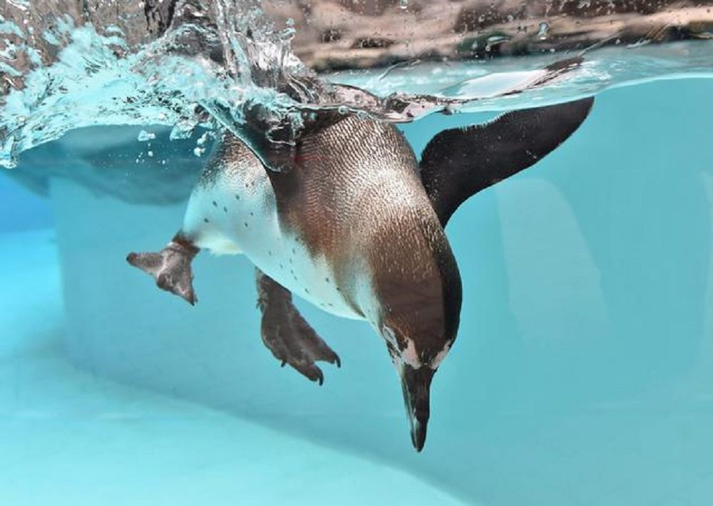 Pinguino decapitato in Germania. Mistero morte: vittima rito satanico?