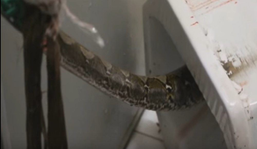 YOUTUBE Pitone sbuca dal water e lo azzanna proprio lì: dopo un'ora e mezza...