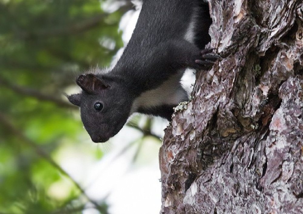 Scoiattolo nero, nuova specie scoperta in Calabria: è già a rischio estinzione