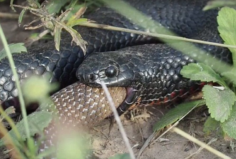 Serpenti velenosi lottano4