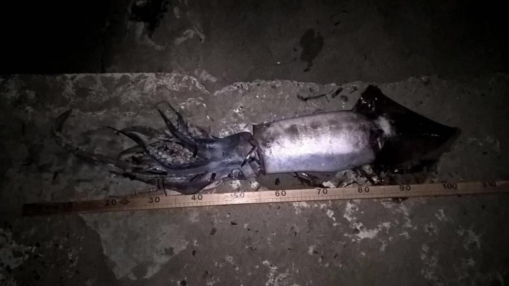 Totano gigante a Diano Marina: lungo oltre un metro, pesa 6,4 chili FOTO