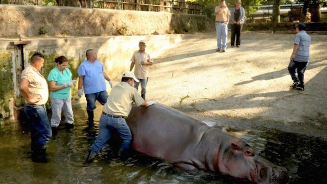 Ippopotamo picchiato a morte nello zoo. Gustavito fa commuovere El Salvador FOTO