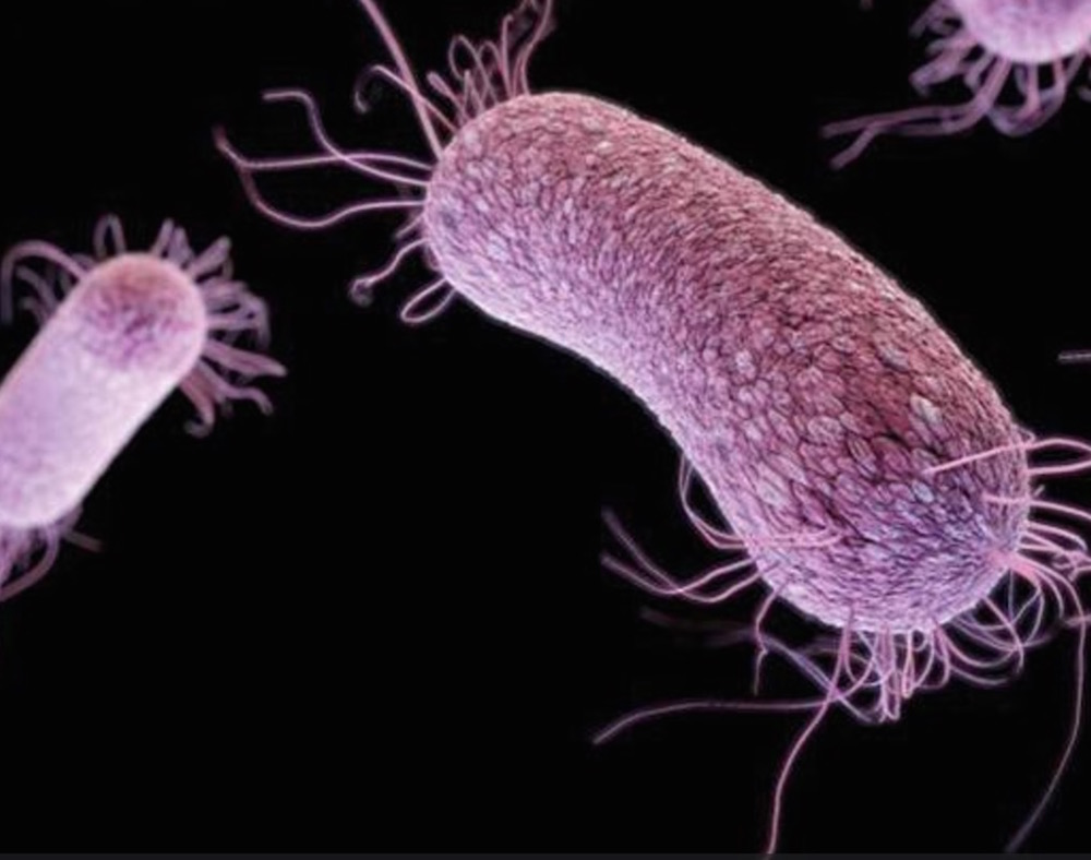 Batteri resistenti agli antibiotici e spesso mortali: i 12 più pericolosi per l'uomo