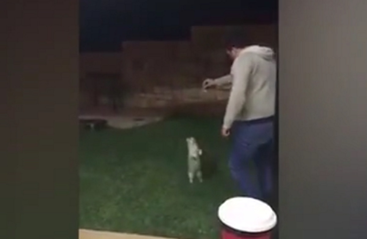 Calci a un gatto che si era incastrato in auto: 10mila euro di multa al direttore del supermercato a Piazza Armerina