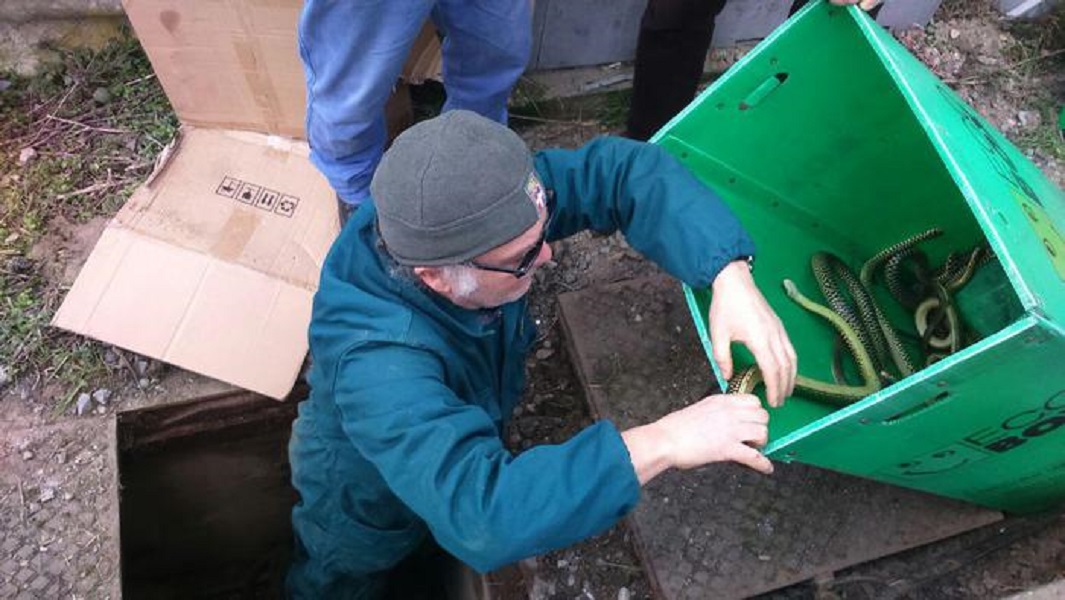 Torino, 20 serpenti innocui trovati in un tombino 7777