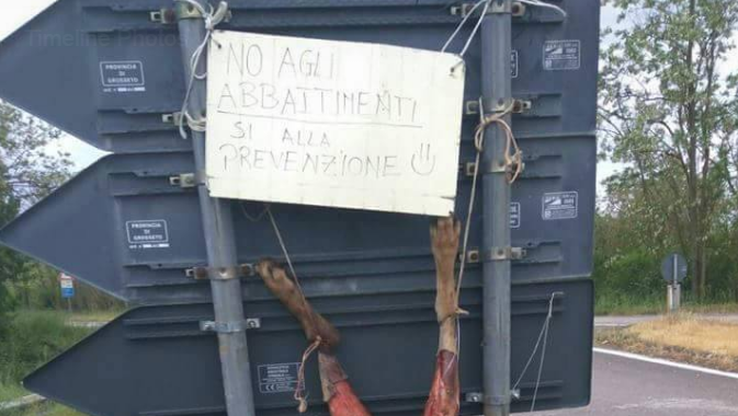 La foto choc del lupo scuoiato