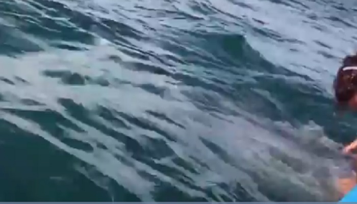 Cucciolo balena si avvicina alla barca e "bacia" i turisti