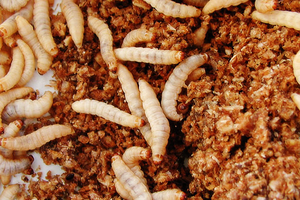 Inquinamento, scoperto il bruco che mangia la plastica