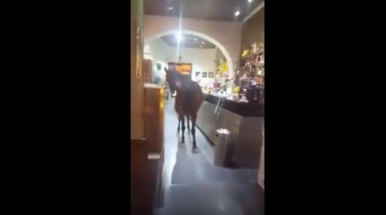 Casoria, cavallo fugge dal maneggio ed entra nel bar