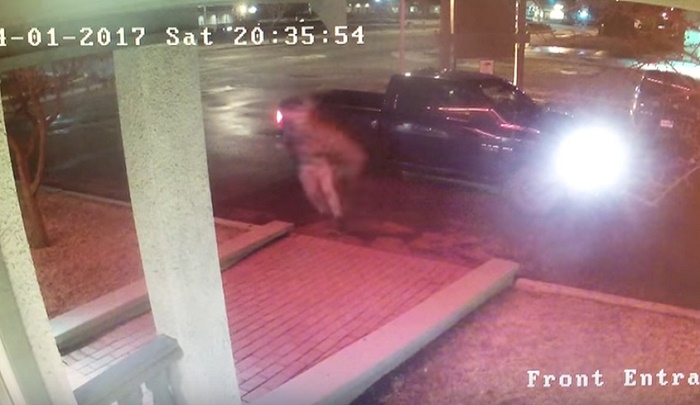 Rapper canadese scende dall'auto e viene travolto da cervo