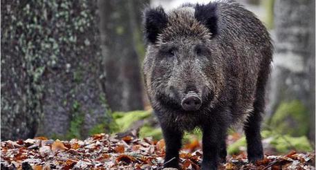 Caccia al cinghiale aperta in Veneto, anche con arco e frecceCaccia al cinghiale aperta in Veneto, anche con arco e frecce