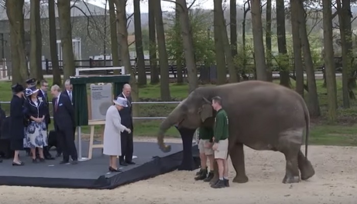 La regina Elisabetta dà da mangiare all'elefante