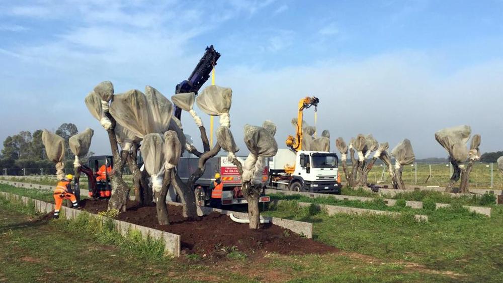 Gasdotto Tap, Tar respinge ricorso Regione Puglia: riprende espianto degli ulivi