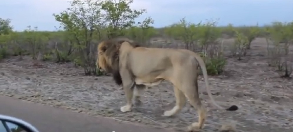 Viaggia a passo d'uomo con auto per riprendere grosso leone
