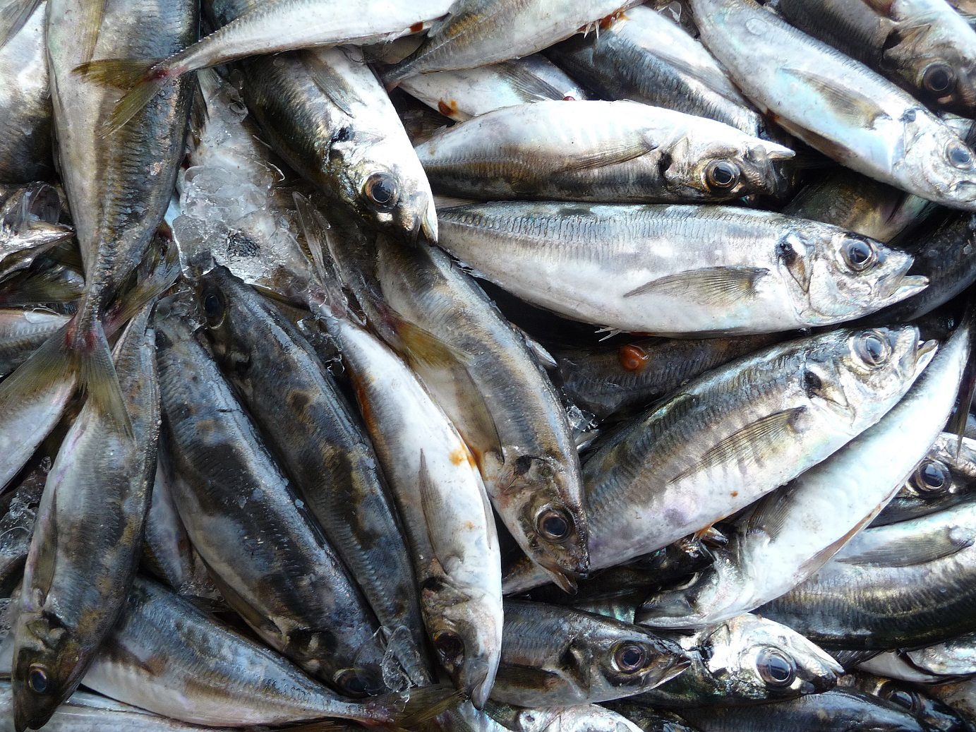 Sestri Levante, pesca da record: sardina da mezzo metro