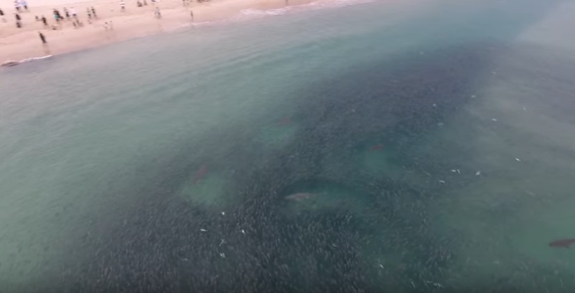 YOUTUBE Branco di squali si muove tutto insieme e raggiunge spiaggia australiana